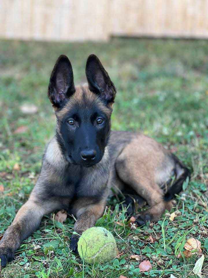 Puppy Ransom lying in grass with a tennis ball