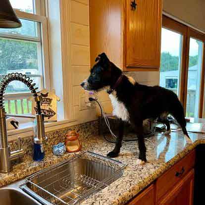 Puppy Thief up on the kitchen counter
